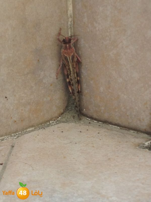 newjaradmina2yafa39 (2).jpg